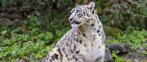 Preview wallpaper irbis, predator, big cat, animal, pose