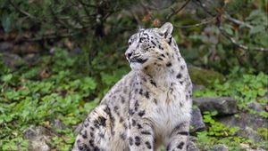 Preview wallpaper irbis, predator, big cat, animal, pose
