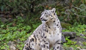 Preview wallpaper irbis, predator, big cat, animal, pose