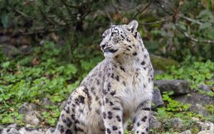 Preview wallpaper irbis, predator, big cat, animal, pose