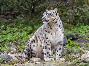 Preview wallpaper irbis, predator, big cat, animal, pose