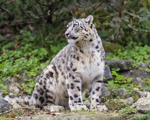 Preview wallpaper irbis, predator, big cat, animal, pose