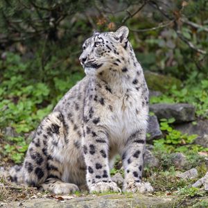 Preview wallpaper irbis, predator, big cat, animal, pose