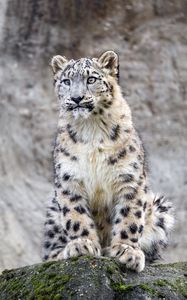 Preview wallpaper irbis, predator, big cat, rock, animal