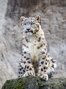 Preview wallpaper irbis, predator, big cat, rock, animal