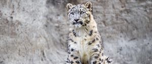 Preview wallpaper irbis, predator, big cat, rock, animal