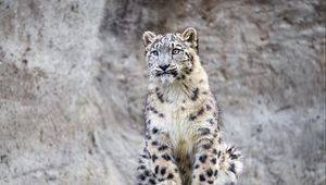 Preview wallpaper irbis, predator, big cat, rock, animal