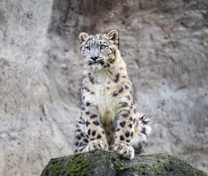Preview wallpaper irbis, predator, big cat, rock, animal