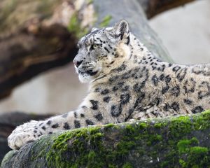 Preview wallpaper irbis, predator, big cat, animal, posture, stone