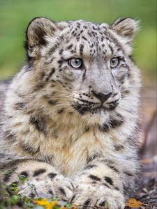 Preview wallpaper irbis, predator, big cat, animal, posture, wildlife