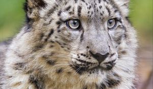 Preview wallpaper irbis, predator, big cat, animal, posture, wildlife