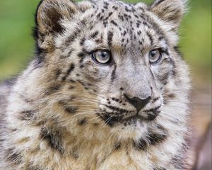 Preview wallpaper irbis, predator, big cat, animal, posture, wildlife