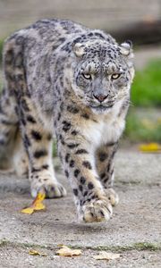 Preview wallpaper irbis, predator, big cat, animal, movement, wildlife