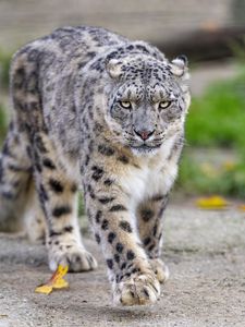 Preview wallpaper irbis, predator, big cat, animal, movement, wildlife
