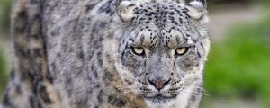 Preview wallpaper irbis, predator, big cat, animal, movement, wildlife