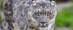 Preview wallpaper irbis, predator, big cat, animal, movement, wildlife