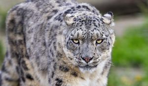 Preview wallpaper irbis, predator, big cat, animal, movement, wildlife