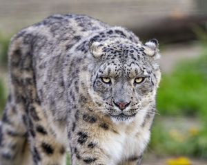 Preview wallpaper irbis, predator, big cat, animal, movement, wildlife