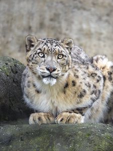 Preview wallpaper irbis, predator, big cat, animal, rock, pose