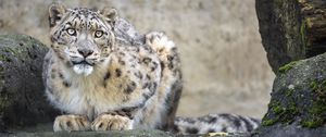 Preview wallpaper irbis, predator, big cat, animal, rock, pose