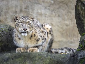 Preview wallpaper irbis, predator, big cat, animal, rock, pose