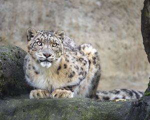 Preview wallpaper irbis, predator, big cat, animal, rock, pose