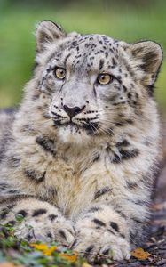 Preview wallpaper irbis, predator, big cat, animal, leaves, blur