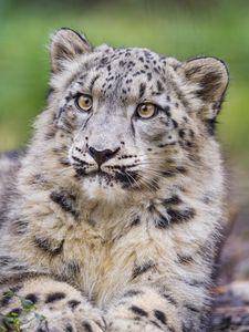 Preview wallpaper irbis, predator, big cat, animal, leaves, blur