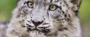 Preview wallpaper irbis, predator, big cat, animal, leaves, blur