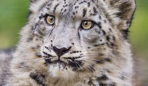 Preview wallpaper irbis, predator, big cat, animal, leaves, blur