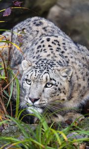 Preview wallpaper irbis, predator, big cat, animal, posture, grass