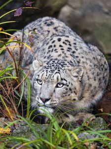 Preview wallpaper irbis, predator, big cat, animal, posture, grass