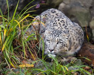 Preview wallpaper irbis, predator, big cat, animal, posture, grass
