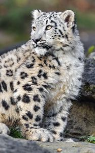 Preview wallpaper irbis, predator, big cat, animal, stone, blur