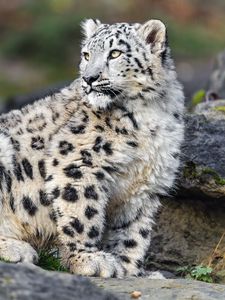 Preview wallpaper irbis, predator, big cat, animal, stone, blur