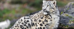 Preview wallpaper irbis, predator, big cat, animal, stone, blur