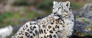 Preview wallpaper irbis, predator, big cat, animal, stone, blur