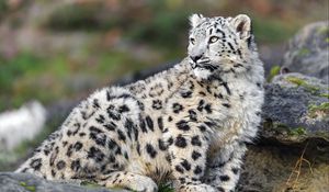 Preview wallpaper irbis, predator, big cat, animal, stone, blur