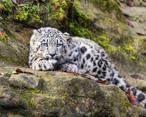 Preview wallpaper irbis, predator, big cat, animal, stone, moss