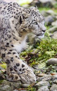 Preview wallpaper irbis, predator, big cat, animal, stones, grass