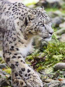 Preview wallpaper irbis, predator, big cat, animal, stones, grass