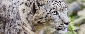 Preview wallpaper irbis, predator, big cat, animal, stones, grass