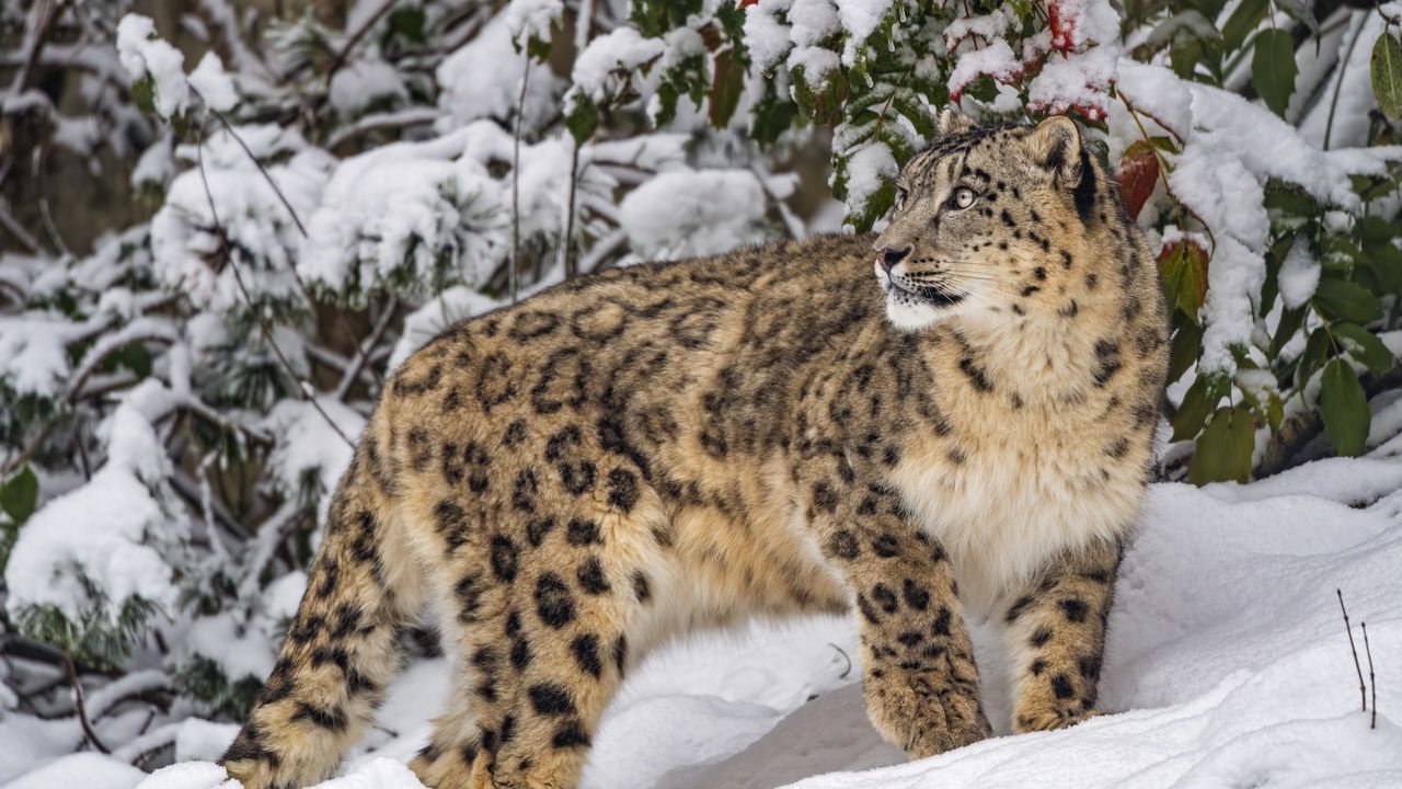 Wallpaper irbis, predator, big cat, wild animal, snow