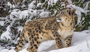 Preview wallpaper irbis, predator, big cat, wild animal, snow