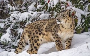 Preview wallpaper irbis, predator, big cat, wild animal, snow