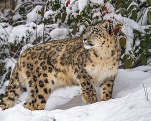 Preview wallpaper irbis, predator, big cat, wild animal, snow