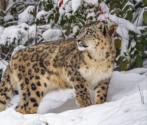 Preview wallpaper irbis, predator, big cat, wild animal, snow