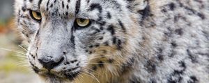 Preview wallpaper irbis, predator, big cat, animal, wild animal