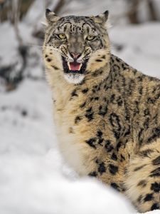 Preview wallpaper irbis, predator, big cat, animal, grin, snow