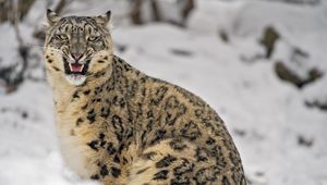 Preview wallpaper irbis, predator, big cat, animal, grin, snow